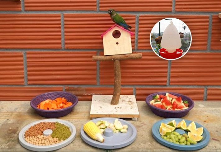 Birds food